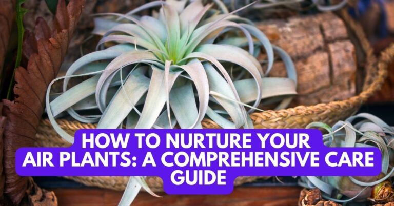 How to Nurture Your Air Plants: A Comprehensive Care Guide
