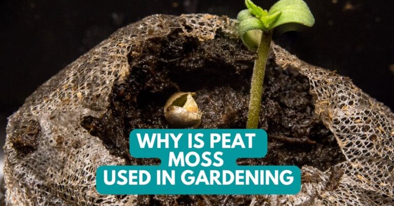 Why Is Peat Moss Used In Gardening