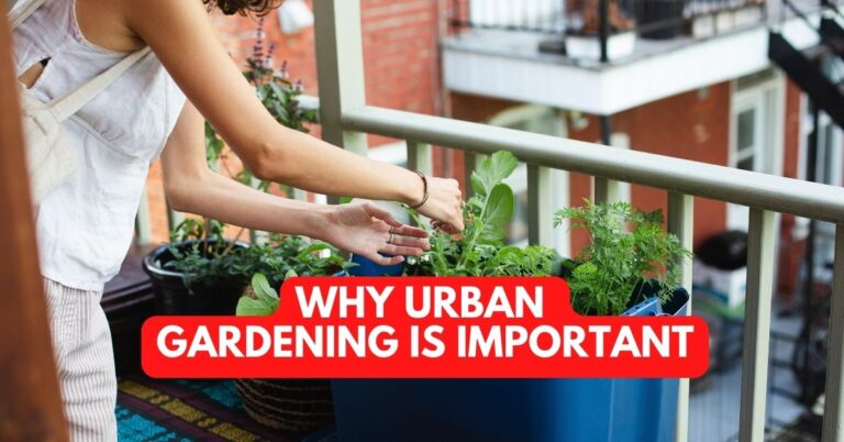 Why Urban Gardening Is Important