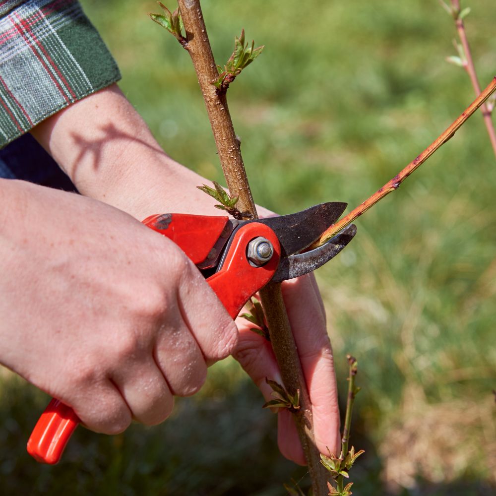 Pruning Guide for Beginners