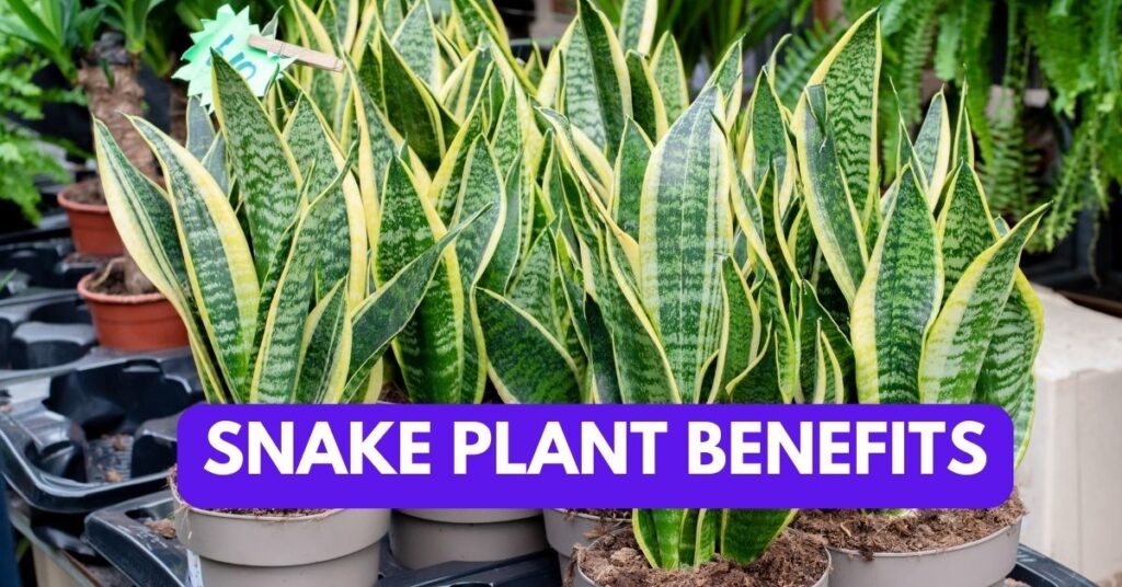 Snake Plant Benefits