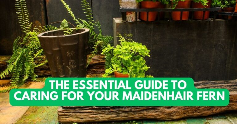 The Essential Guide to Caring for Your Maidenhair Fern
