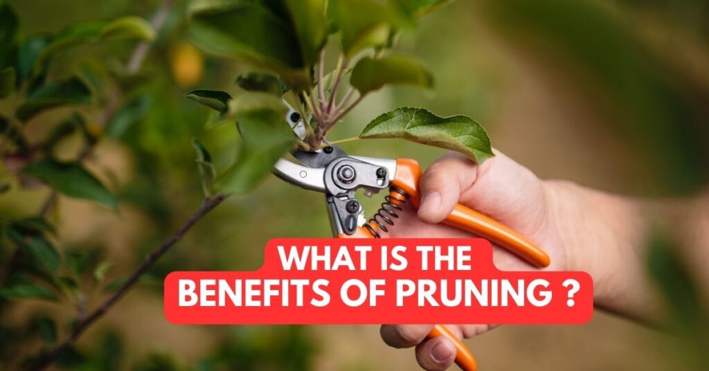What Is The Benefits Of Pruning