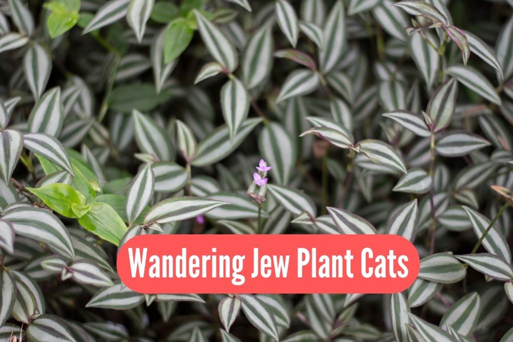 Wandering Jew Plant Cats