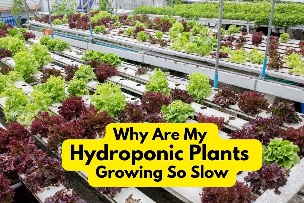 Why Are My Hydroponic Plants Growing So Slow