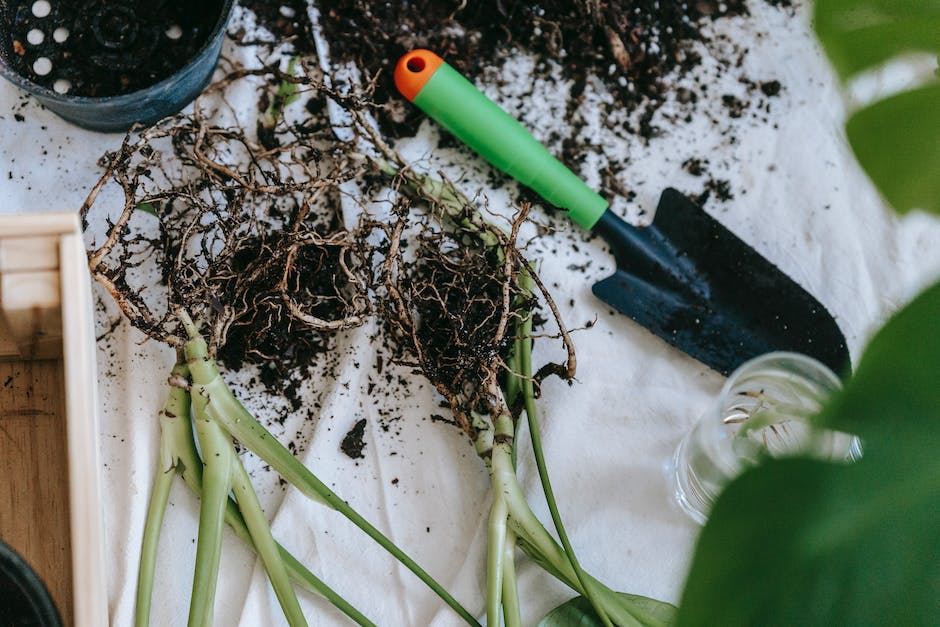 From above of seedlings with soil placed near gardening shovel on table for cultivating home plant